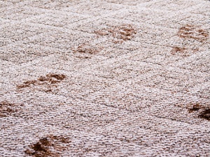 carpet cleaning services, carpet cleaning, cleaning carpets