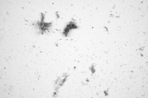 dust mites live in dust