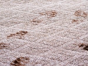 carpet cleaning services, carpet cleaning, cleaning carpets